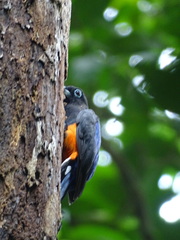 Trogon bairdii