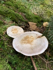 Cortinarius traganus