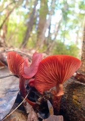 Tubaria rufofulva