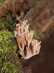 Artomyces austropiperatus