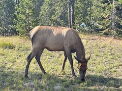 Cervus canadensis canadensis