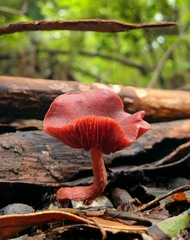 Tubaria rufofulva