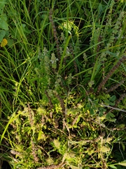 Ocimum