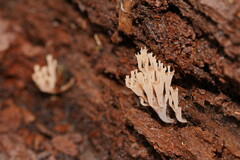 Artomyces austropiperatus