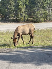 Cervus canadensis canadensis
