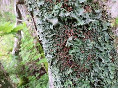 Ricasolia quercizans