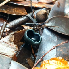 Pseudoplectania nigrella