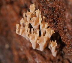 Artomyces austropiperatus