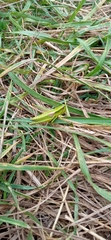 Euthystira brachyptera