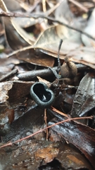 Pseudoplectania nigrella