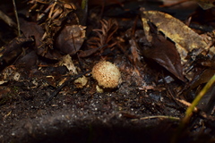 Lycoperdon caudatum
