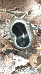 Pseudoplectania nigrella