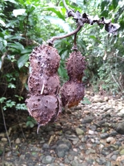 Mucuna mutisiana