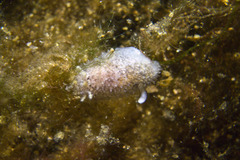 Acanthodoris pilosa