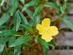 Ludwigia elegans