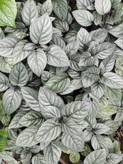 Strobilanthes alternata