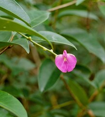 Canavalia bonariensis