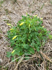 Oxalis dillenii