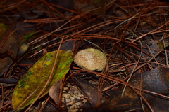 Lycoperdon caudatum