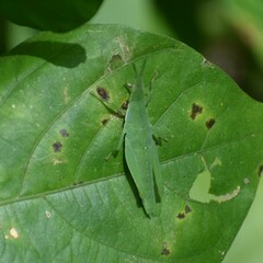 Atractomorpha lata