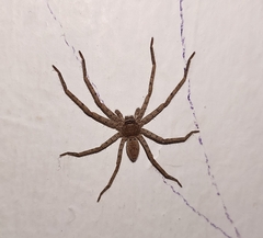 Heteropoda venatoria