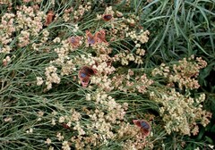 Junonia genoveva hilaris