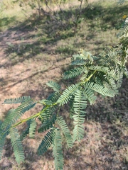 Prosopis juliflora