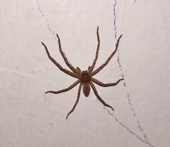 Heteropoda venatoria