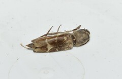Xylotrechus smei