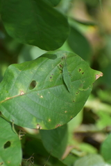 Atractomorpha lata