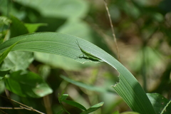 Atractomorpha lata