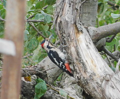 Dendrocopos syriacus
