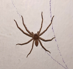 Heteropoda venatoria