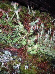 Cladonia peziziformis