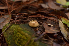 Lycoperdon caudatum