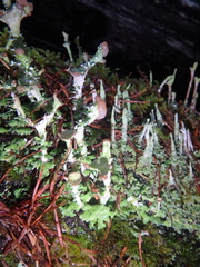 Cladonia peziziformis