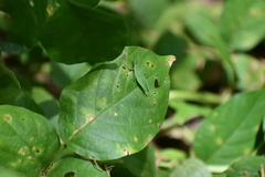 Atractomorpha lata