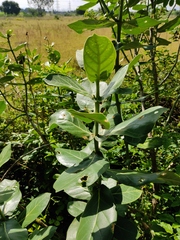 Calotropis gigantea