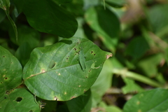 Atractomorpha lata