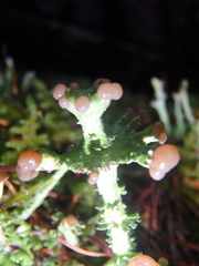 Cladonia peziziformis