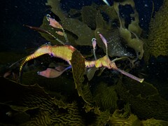 Phyllopteryx taeniolatus