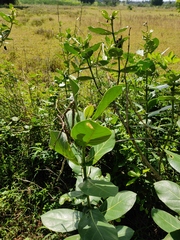Calotropis gigantea