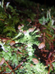Cladonia peziziformis