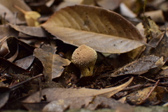 Lycoperdon caudatum