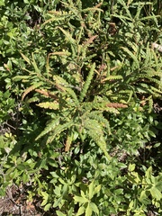 Comptonia peregrina