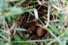 Gallinago paraguaiae