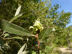 Rabdophaga rosaria