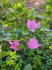 Bougainvillea glabra