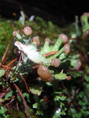 Cladonia peziziformis