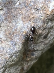 Formica pallidefulva
